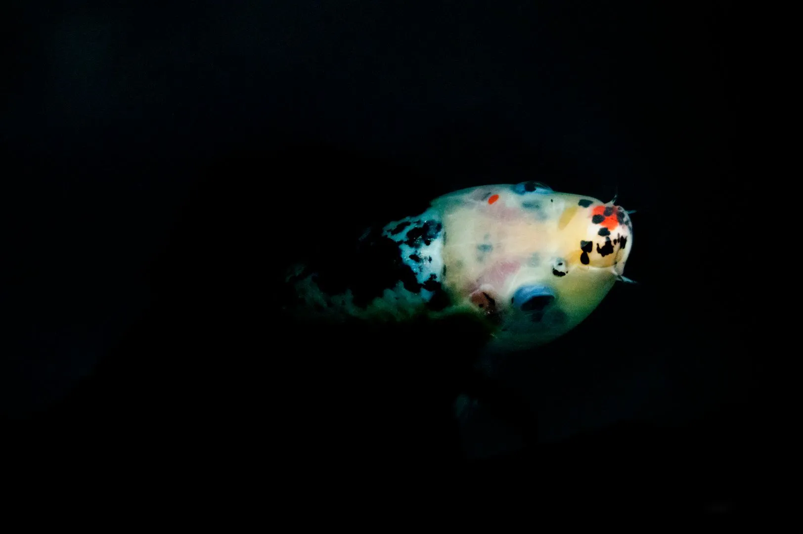 a koi fish pops its head above water